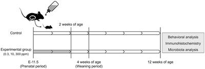 Male mice are susceptible to brain dysfunction induced by early-life acephate exposure
